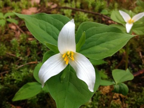 Trillium Flower