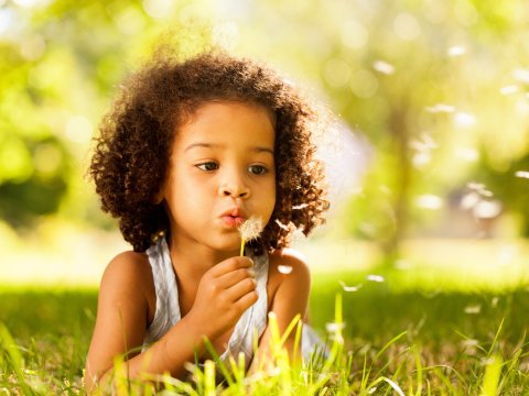 A young girl blowing on a daisy.