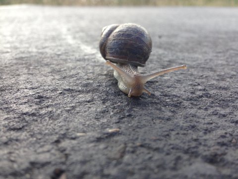 A zippy snail
